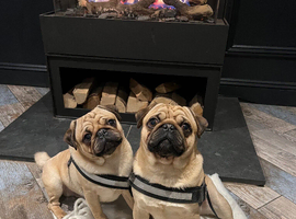 2 male pugs
