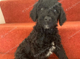 Excellent standard poodles for sale