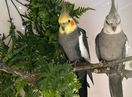 Pair of cockatiels