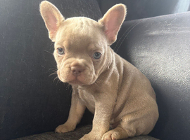 French bulldog puppies