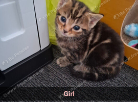 Kittens