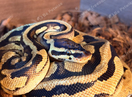 Pastel yellow belly male
