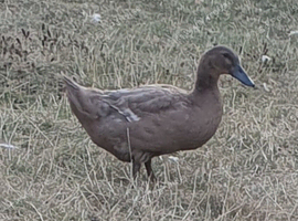 Friendly little duck