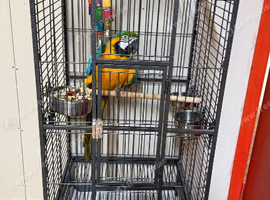 Baby blue and gold macaw