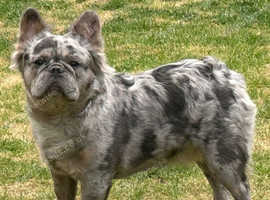 Percy the fluffy frenchie (STUD ONLY)