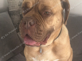 Female dogue de Bordeaux