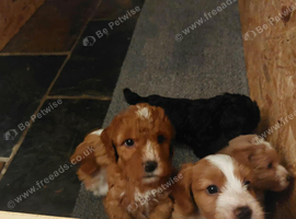 Beautiful F1b Cockapoo Puppies - Caernarfon - &pound;1,450