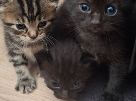 British longhaired x kittens