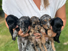 Merle, tricolour and black cockapoo puppies