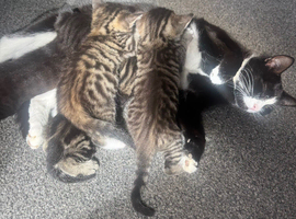 Domestic short hair tabby kittens