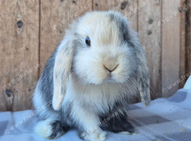 Mini lop babies ready now