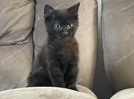 Black female kitten.