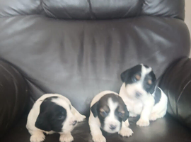 3 springer spaniel puppies