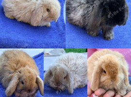 Mixed litter of beautiful mini lips for sale