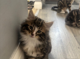 3 beautiful boys looking for there forever homes 12 weeks and 3 days old.