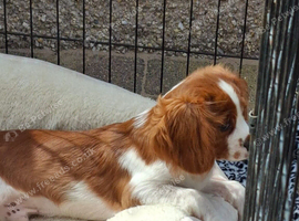King charles last Blenheim boy .