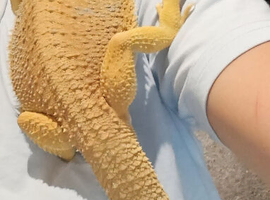 15 month old Male bearded dragon