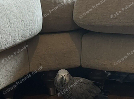 African grey