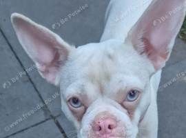 French bull dog