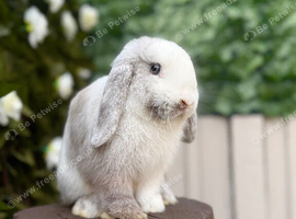 Mini Lop Female Chocolate Magpie
