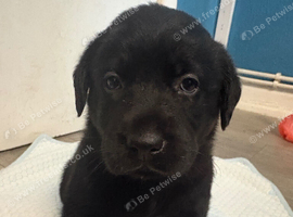 Staffador/ labrastaff pups for sale