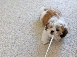 Healthy Shih Tzu Puppies From Family Home