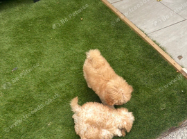 : Stunning, Super Tiny Male Toy Poodle Puppies &ndash; Partly Potty Trained & Beautifully Cared For