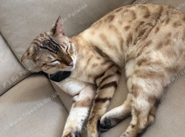 Bengal male