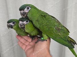Super silly tame baby Hahns Macaws available