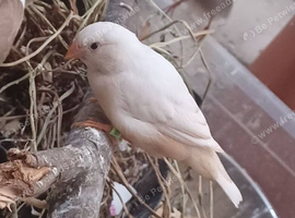 Australian Zebra Finches - ready in 1 week