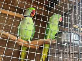 Alexandrian Pair
