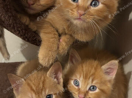 4 tabby ginger male kittens