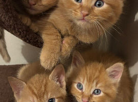 4 male ginger kittens