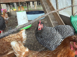 2 Plymouth Rock hens