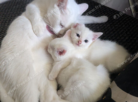 2 beautiful Khao Manee kittens