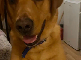 6 year old labador retriever to a good home