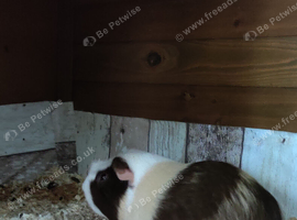 1 Male Guinea Pig