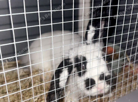 4 months old English spot rabbit
