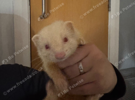 3 month old ferret