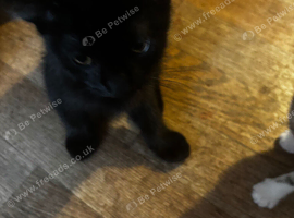 1 fluffy pure block female kitten ready now