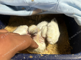 Pigeon babies handtame