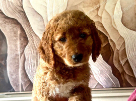 Australian Double Doodle - Boys and Girl