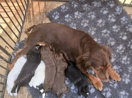 Cocker Spaniel Puppies