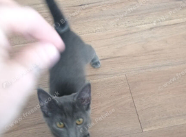 Russian blue x maine coon