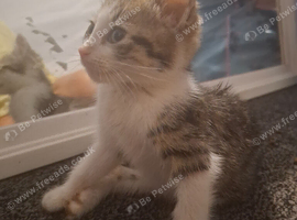 8 week old kittens