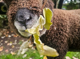 Ryeland  coloured lambs