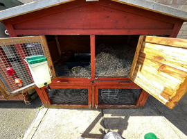 9 month old male dutch rabbit with hutch