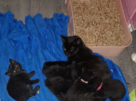 5 Beautiful Kittens 1 MALE LEFT