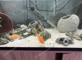 Panda Cichlid