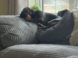 Standard female Dachshund